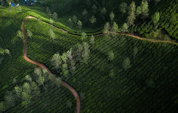 Sabahları Güzel Çay Tarlası Manzarası — Stok fotoğraf