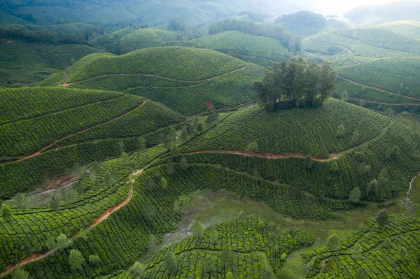 Paisagem Bonita Plantação Chá Pela Manhã — Fotografia de Stock