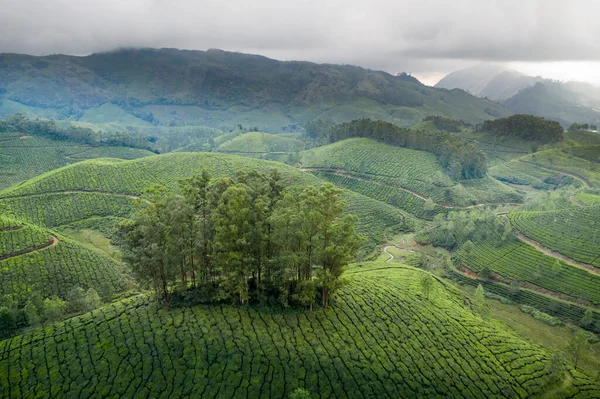 朝の美しい茶畑風景 — ストック写真