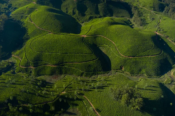 Paisagem Bonita Plantação Chá Pela Manhã — Fotografia de Stock