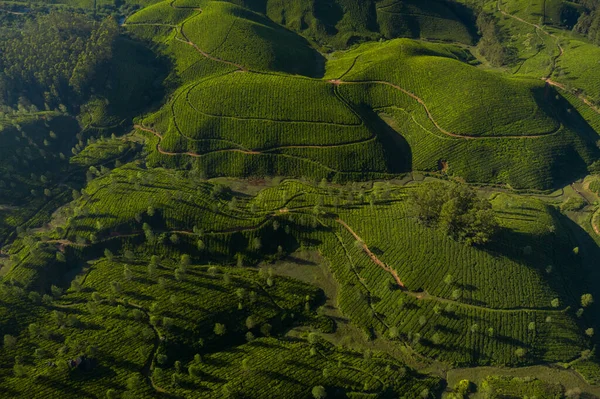 Piękny Krajobraz Plantacji Herbaty Rano — Zdjęcie stockowe