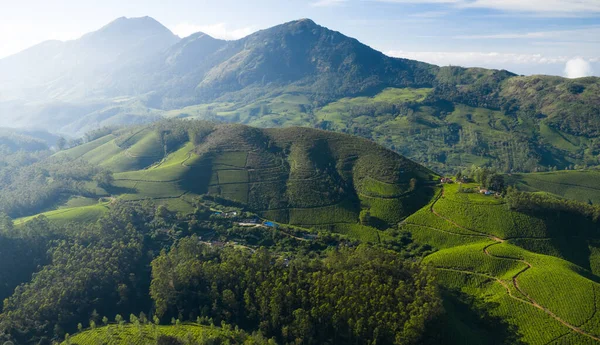 Hermoso Paisaje Plantación Por Mañana —  Fotos de Stock