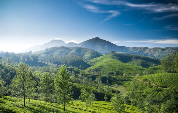 Красивий Пейзаж Чайної Плантації Вранці — стокове фото