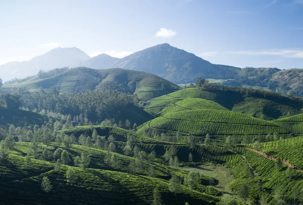 Sabahları Güzel Çay Tarlası Manzarası — Stok fotoğraf