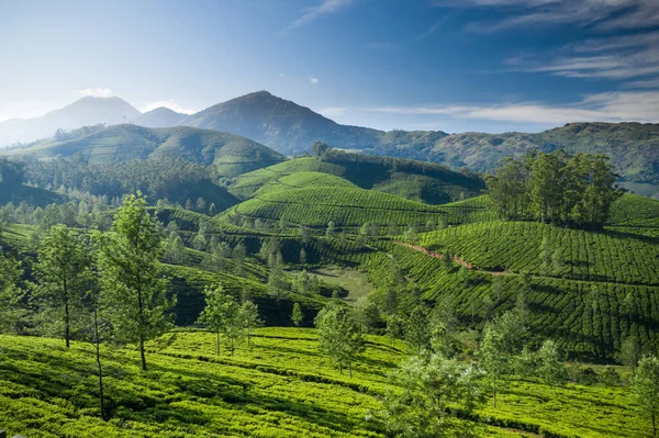 Schöne Teeplantagenlandschaft Morgen — Stockfoto