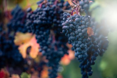 Toronto, Kanada yakınlarında şarap üzümleri.