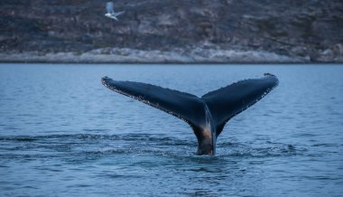 Güzel günbatımı manzarasında kambur balinalar