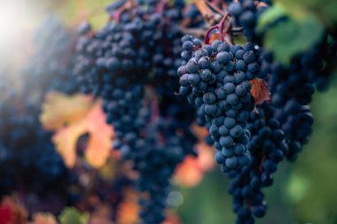 Toronto, Kanada yakınlarında şarap üzümleri.