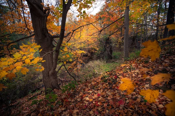 Krásná Podzimní Krajina Kanadě — Stock fotografie