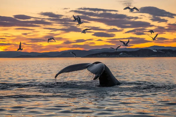 Ballenas Jorobadas Hermoso Paisaje Del Atardecer — Foto de Stock