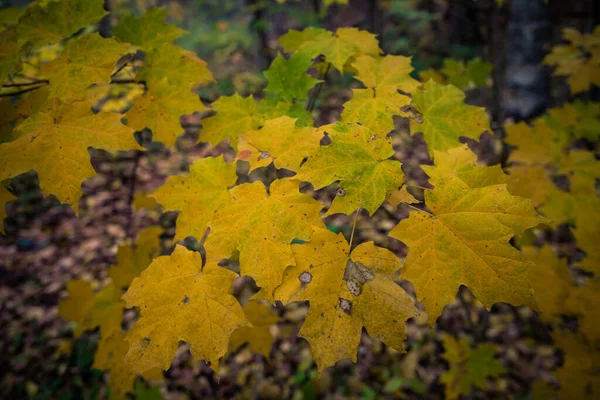 Beautiful Fall Autumn Landscape Canada — Stock Photo, Image