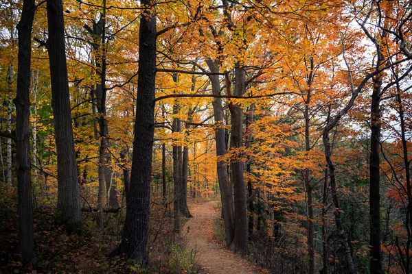 Hermoso Otoño Paisaje Otoño Canadá — Foto de Stock