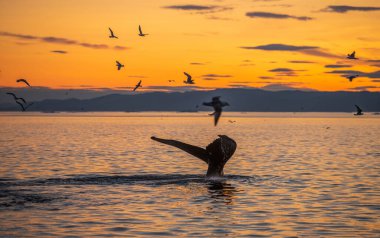 Güzel günbatımı manzarasında kambur balinalar