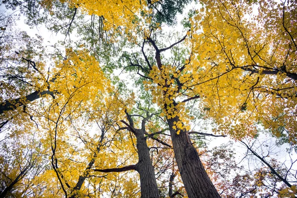 Beautiful Fall Autumn Landscape Canada — Stock Photo, Image