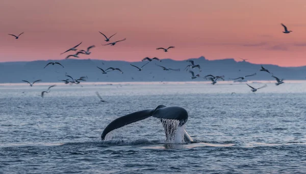 Ballenas Jorobadas Hermoso Paisaje Del Atardecer — Foto de Stock