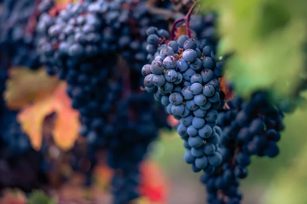 Uvas Vino Cerca Toronto Canadá —  Fotos de Stock