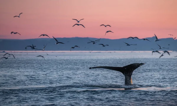 Ballenas Jorobadas Hermoso Paisaje Del Atardecer — Foto de Stock