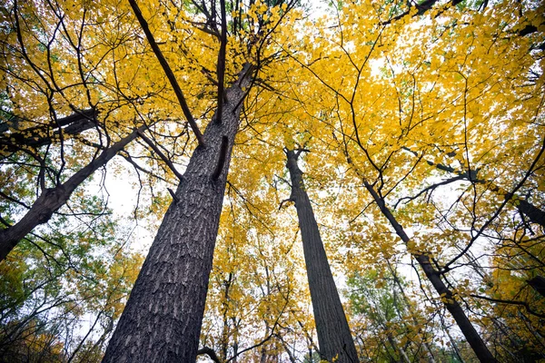 Красивый Осенний Пейзаж Канады — стоковое фото