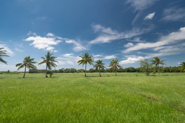 Sri Lanka 'daki çeltik tarlaları