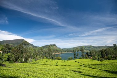 Sri Lanka 'nın Maskeliya bölgesindeki güzel çay tarlası manzarası