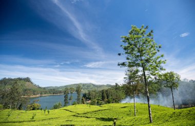 Sri Lanka 'nın Maskeliya bölgesindeki güzel çay tarlası manzarası
