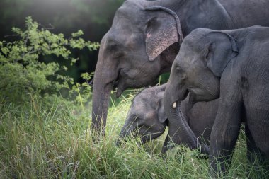 Sri Lanka 'nın güzel manzarasında vahşi filler