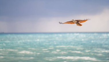 Sri Lanka 'daki güzel sahil manzarası