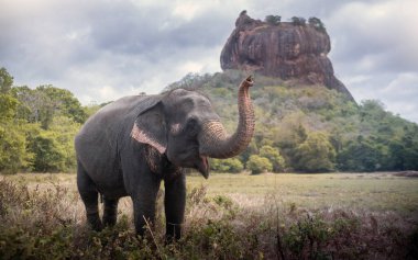 Sigirya, Sri Lanka 'daki Sigirya Aslan Kalesi yakınlarındaki fil.