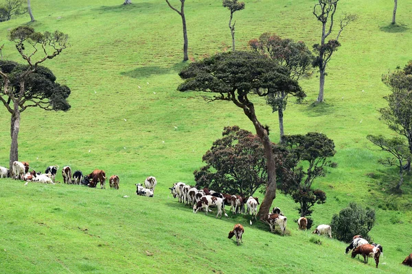 Mucche Nel Campo Verde — Foto Stock