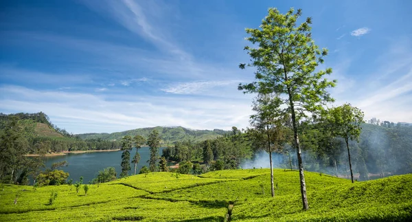 Красивый Ландшафт Чайной Плантации Районе Маскелии Шри Ланке — стоковое фото