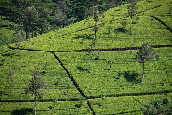 Beautiful Tea Plantation Landscape Maskeliya Area Sri Lanka — Stock Photo, Image