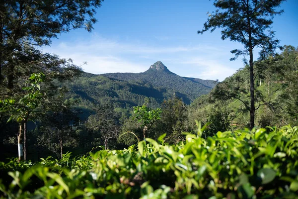 Sri Pada Pico Adão Sri Lanka — Fotografia de Stock