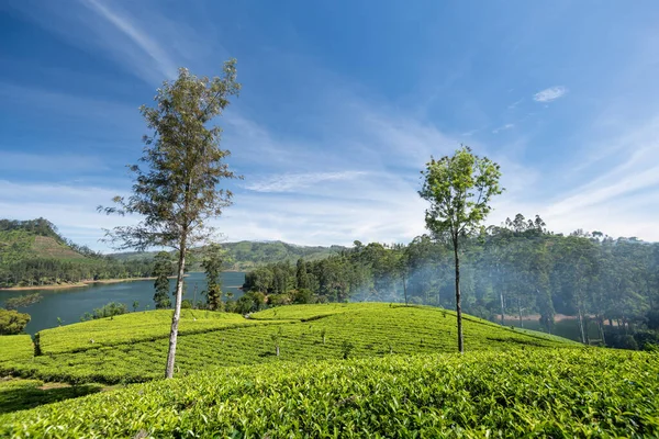 Vackert Teplantage Landskap Maskeliya Området Sri Lanka — Stockfoto