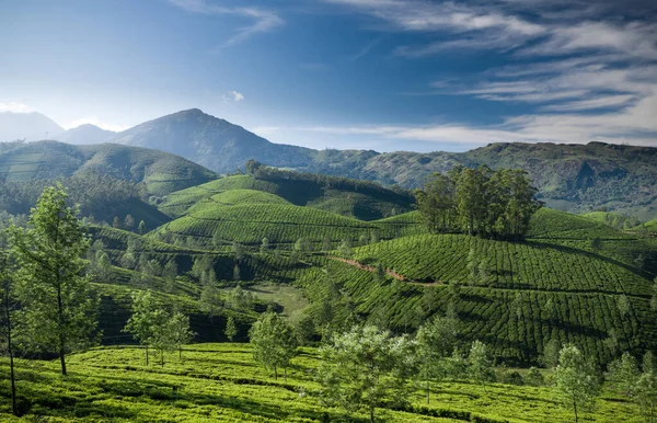 Paisagem Bonita Plantação Chá Pela Manhã — Fotografia de Stock