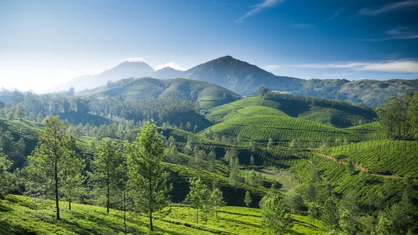 Indah Teh Perkebunan Lanskap Pagi Hari — Stok Foto