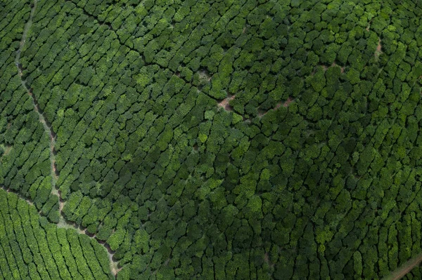 Indah Teh Perkebunan Lanskap Pagi Hari — Stok Foto