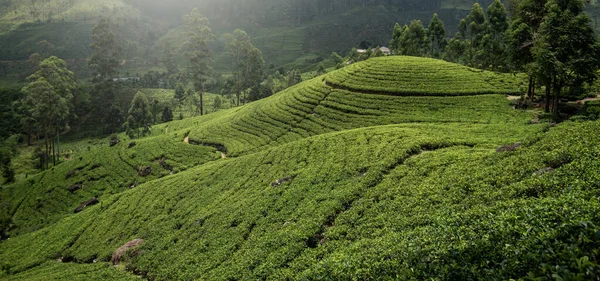 Sri Lanka Daki Çay Çiftliği — Stok fotoğraf