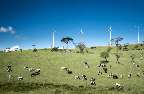 Koeien Het Groene Veld — Stockfoto