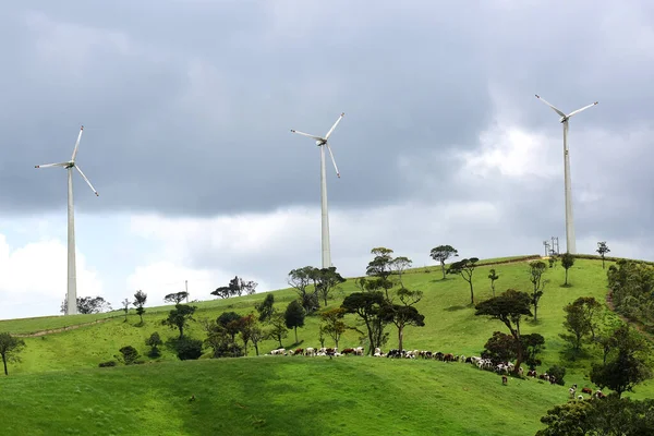 Koeien Het Groene Veld — Stockfoto