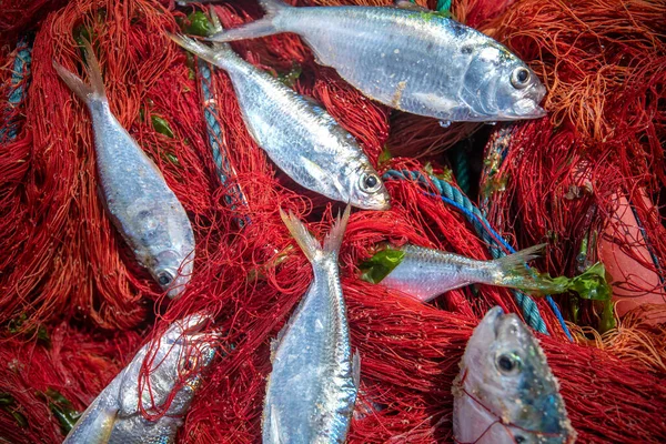 Fischernetz Mit Fisch — Stockfoto