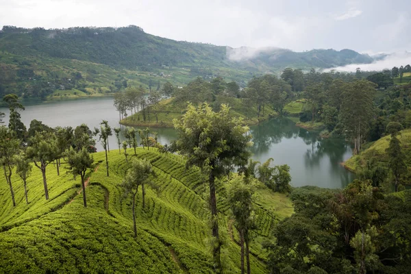 Schöne Landschaft Maskeliya Sri Lanka — Stockfoto