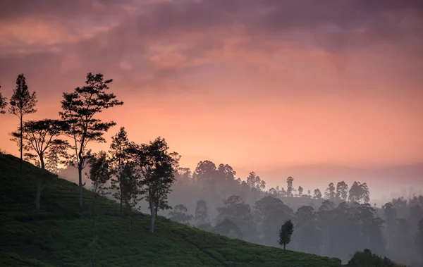 Kaunis Teeplantaasi Maskeliyan Alueella Sri Lankassa — kuvapankkivalokuva