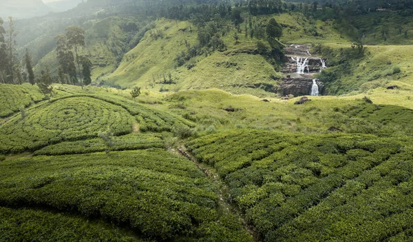 Sri Lanka Daki Çay Çiftliği — Stok fotoğraf