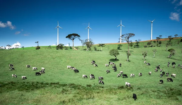 Koeien Het Groene Veld — Stockfoto