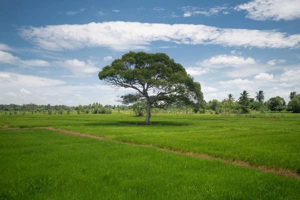 Campos Arroz Sri Lanka —  Fotos de Stock