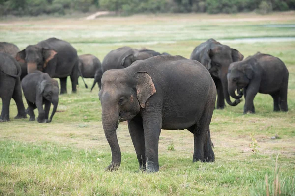 Elefantes Selvagens Uma Bela Paisagem Sri Lanka — Fotografia de Stock