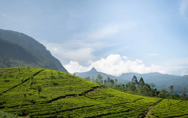 Schöne Teeplantagenlandschaft Maskeliya Gebiet Sri Lanka — Stockfoto