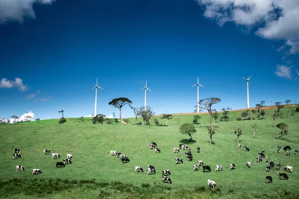 Корови Зеленому Полі — стокове фото
