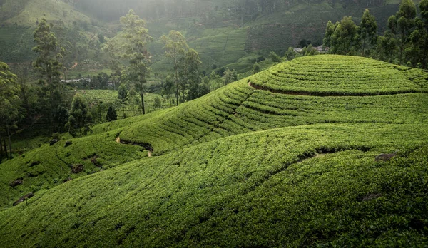 Bela Paisagem Plantação Chá — Fotografia de Stock