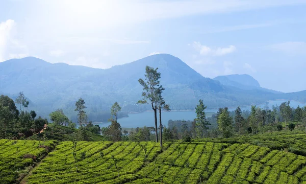 Sri Lanka Nın Maskeliya Bölgesindeki Güzel Çay Tarlası Manzarası — Stok fotoğraf